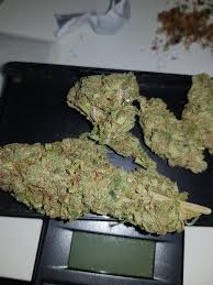 We take the g13 legend to an even higher level by crossing it with our favorite hawaiian sativa. G13 Haze Top Weed Shop