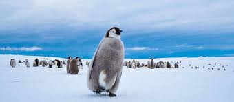 Geological evolution of antarctica / ed. Antarctica By Private Jet Luxury Adventures Red Savannah