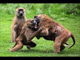 Insane Monkey Fight - Youtube