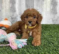 We allow our puppies to be adopted into homes where they will be members of the family. Pin On Adorable Puppy