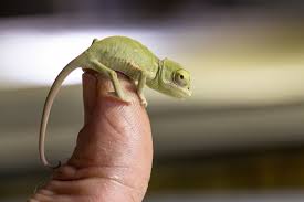 Es handelt sich um ein weibliches jemenchamäleon ( chamaeleo calyptratus ). Wie Chamaleons Farbe Bekennen Zoo Berlin