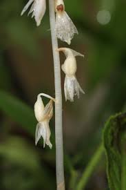 Image result for Epipogium roseum