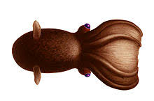 The organs are too weak. Vampire Squid Wikipedia