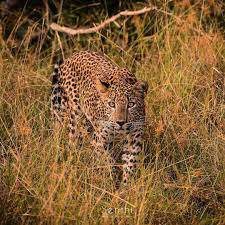 Srilankan Wild Leopard Wilpattu National Park Srilanka National Parks Wildlife Conservation Wildlife