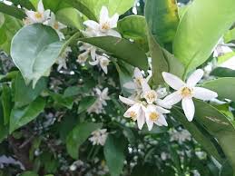 白い花が咲く木45選を季節ごとに紹介 木の名前がわかります Lovegreen ラブグリーン