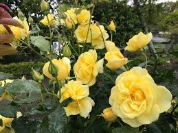 Image result for Autumn Rose 1958 Kelvinator