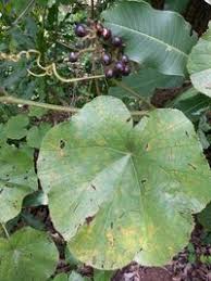 Image result for Ampelocissus