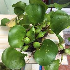 Bunga keladi bunting atau nama saintifiknya eichhornia crassipes ialah sejenis pokok bunga berwarna putih ungu. Keladibunting Keladi Bunting Crayfish Freshwater My Facebook