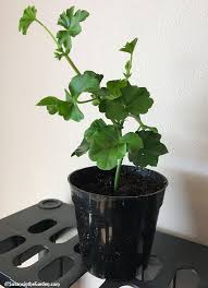 Image result for cuttings of geraniums