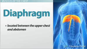 Home › create › flashcards › health › abdomen › abdomen and chest muscles. Function Anatomy Of The Muscles Of The Chest And Abdomen Clep Class 2021 Video Study Com