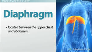 This is important to mention because it confuses many medical and physical therapy students because muscle group assignments not play a decisive role while studying. Function Anatomy Of The Muscles Of The Chest And Abdomen Video Lesson Transcript Study Com