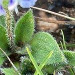 Image result for Craterostigma hirsutum