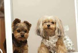 Where pets and people meet. Michigan Yorkie Rescue Home Facebook