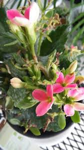 Kalanchoe Yerba Bruja Yerba Plants Flores