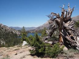 Chain Of Lakes Trail 49 Hiking Trail Bridgeport California