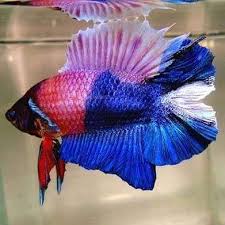 This Double Tail Betta Fish Has Amazing Color Betta Fish Types Betta Fish Betta