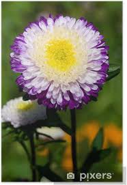 We did not find results for: Purple White Asters On Green Grass Poster Pixers We Live To Change