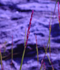 Image result for Sporobolus sanguineus