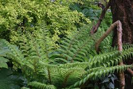 Image result for Polystichum