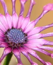 Both share the common names african daisy, cape marigold, and star of the veldt. African Daisy How To Grow Osteospermum Plants Garden Design