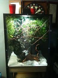 Chameleon Enclosures Chameleon Cage Veiled Chameleon Chameleon Enclosure