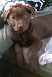 Lab pit mix puppies (crp > rockport). L A B P I T B U L L M I X P U P P I E S Zonealarm Results