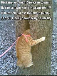 Фразочки, афоризмы и короткие приколяны!)
