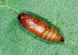 Image result for Lobesia botrana grapevine