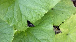 A close up of an orange butterfly with white spots on a purple flower. Eight Spotted Forester Missouri Department Of Conservation