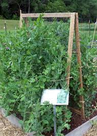 Check spelling or type a new query. Garden Trellis Ideas Seed Savers Exchange