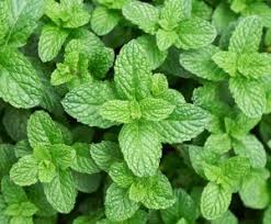 Peppermint (mentha piperita) is a hydrid plant that is used for its sensory properties (aroma and taste) and the oil is used internally as a carminative and intestinal aid. Peppermint Plant