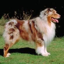 Puppyfind Australian Shepherd Puppies For Sale