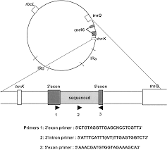Image result for Teramnus micans