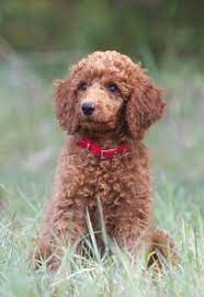 Beautiful Face Poodle Puppy Standard Poodle Puppy Red Poodles