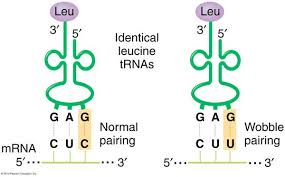 Wobble Hypothesis Hypothesis Wobble Genome