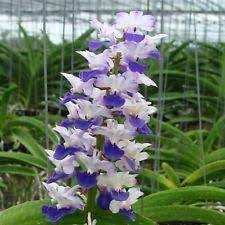 Pin Pa Rhynchostylis Coelestis Blue