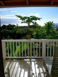 Fertilizers often supply significant amounts of phosphorus, along with nitrogen and potassium. Hotel Tipps Fur Geschaftsreisen Nach Hawaii Inseln Oder Kurzurlaub Die Originellsten Und Stilvollsten Hotels