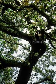 It is resistant to diseases such as mildew. Quercus Cerris Argenteovariegata Plant Flower Stock Photography Gardenphotos Com