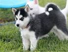 Dogs Under $300 - Puppies and dogs for sale and adoption