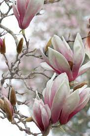 Sweet Magnolias Fine Art Nature Photography By Cameraqueenphoto Flowers Photography Magnolia Flower Nature Photography Flowers