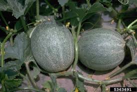 Image result for Cucumis melo