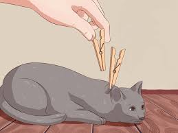 Pin On Cats The warrior cat book series by erin hunter has inspired all kinds of warrior cat roleplaying. pin on cats