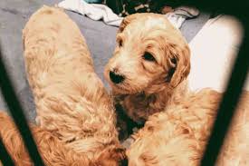 Therefore, being concerned about their food allergies, we have reviewed the best ingredient containing food for your puppy/dog goldendoodle. Puppy Checklist Must Haves To Bring Home Your New Goldendoodle Puppy Goldendoodle Advice