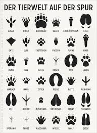 Pin Von Elina Potenza Auf Dicas De Alemao Tierspuren Tiere Infografik