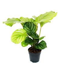 Check spelling or type a new query. Plante D Ombre A L Aspect Zebre Calathea Orbifolia Pot 12cm Hauteur 40cm Env Cdiscount Jardin