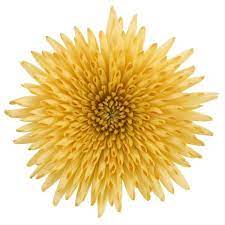 Fuji Mums Flower Hair Best Flower Wallpaper