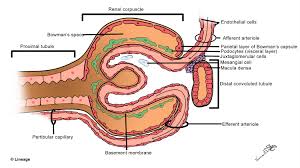 How to say glomerulus, learn how do you pronounce glomerulus in english with native pronunciation? Glomerulus Anatomy