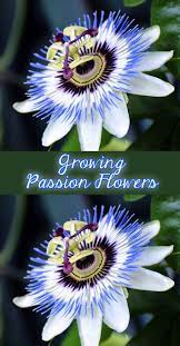 Flowers Passiflora Otherwise Called Passion Vines Or Passion Flowers Is A Variety Comprising Of 500 Types Passion Flower Passion Flower Plant Passion Vine