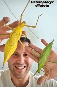 Leitiranti male X gatungense female…. What is the chance of healthy and  fertile eggs?