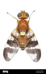 Image result for Rhagoletis completa